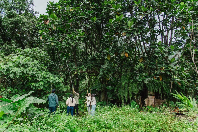 親手製作苧麻粿、辨識植物,讓你用雙手、用味覺,記住這片山林的氣味與溫度 親手製作苧麻粿、辨識植物,讓你用雙手、用味覺,記住這片山林的氣味與溫度