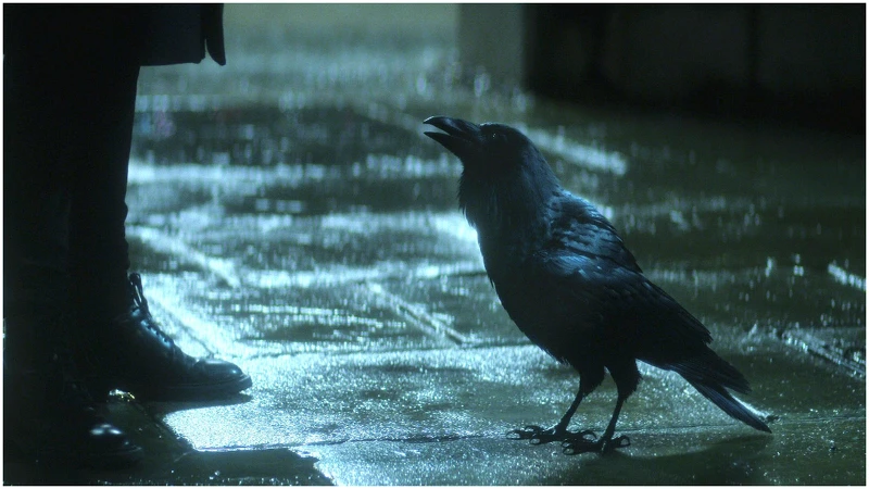 巴頓·奧斯華為渡鴉馬修配音。