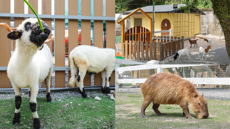 「萌萌森林物語」能與可愛小動物互動