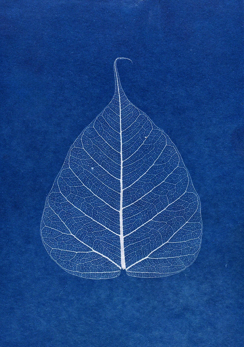 Photo / pexels Photo / pexels