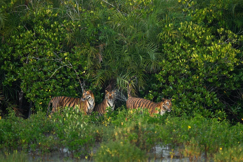 2025紅樹林攝影大獎｜野生哺乳動物亞軍：做錯記號