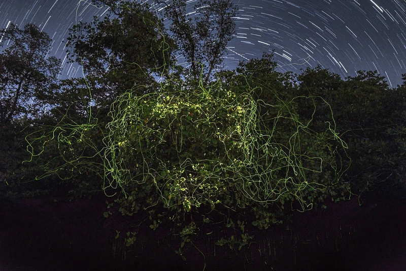 2025紅樹林攝影大獎｜野生動物其他物種冠軍：紅樹林之夜