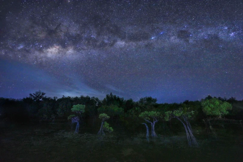 2025紅樹林攝影大獎｜地面上的風景冠軍：銀河下的紅樹林