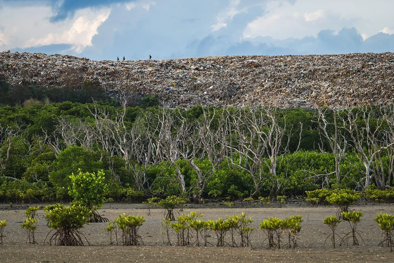 2025紅樹林攝影大獎｜紅樹林與威脅冠軍：埋葬的天堂