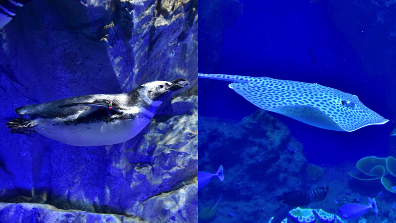 「台中海洋館」能近距離欣賞麥哲倫企鵝、豹紋魟 「台中海洋館」能近距離欣賞麥哲倫企鵝、豹紋魟