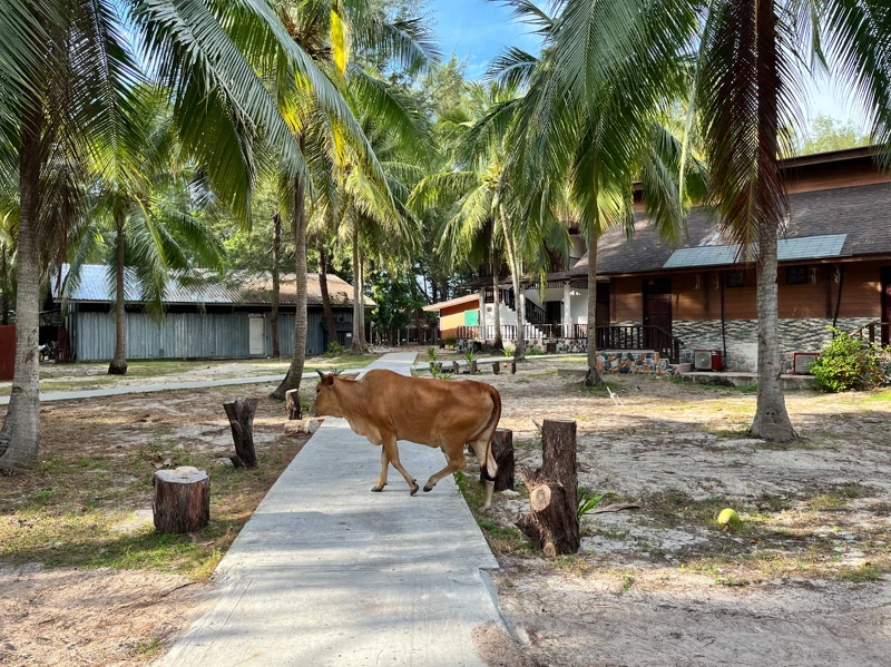 有機會遇見島上養的牛也出來散步|Melody TU 採訪拍攝 有機會遇見島上養的牛也出來散步|Melody TU 採訪拍攝