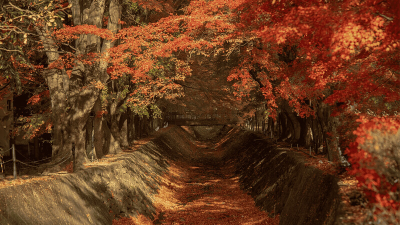 河口湖(紅葉迴廊) 河口湖(紅葉迴廊)