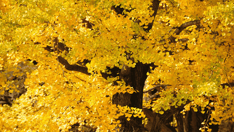 新宿御苑 新宿御苑