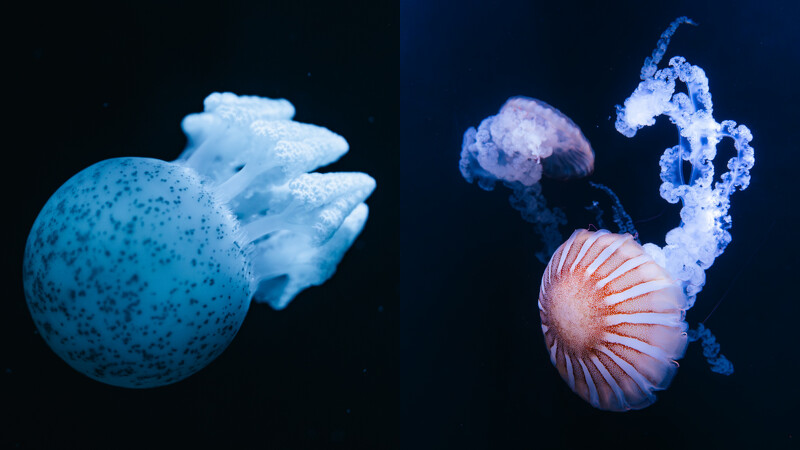 台中海洋館3樓:水母展區 台中海洋館3樓:水母展區