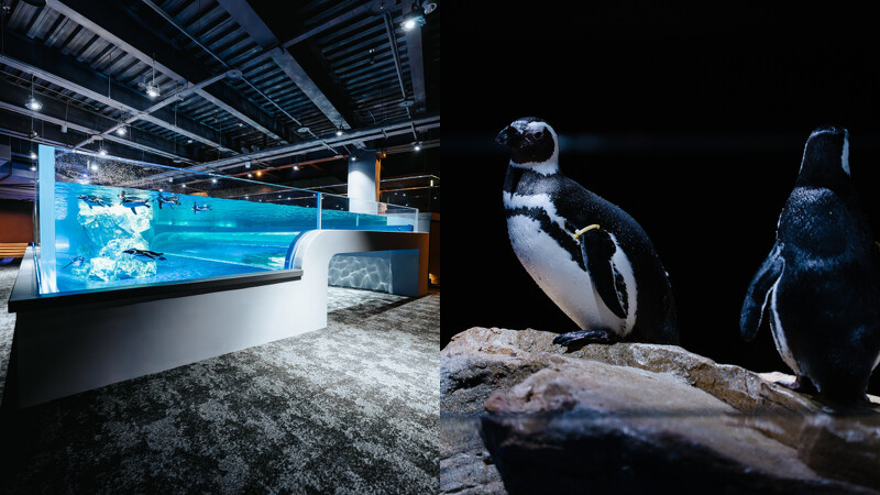 台中海洋館2樓:企鵝區 台中海洋館2樓:企鵝區