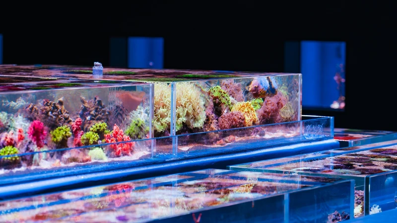 台中海洋館2樓:璀璨珊瑚 台中海洋館2樓:璀璨珊瑚