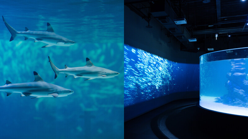 台中海洋館2樓:鯊魚巡遊 台中海洋館2樓:鯊魚巡遊