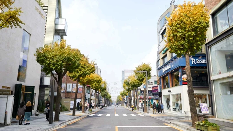 新沙洞林蔭道，Photo／big5chinese.visitkorea.or.kr