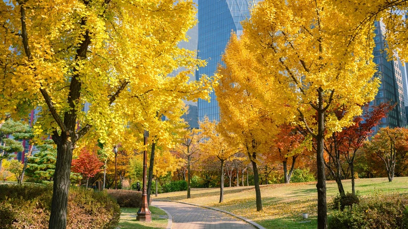 汝矣島公園 汝矣島公園