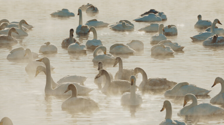 Photo / 塔羅耳語