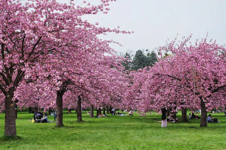 這只是Parc de Sceaux櫻花園的一小角而已！