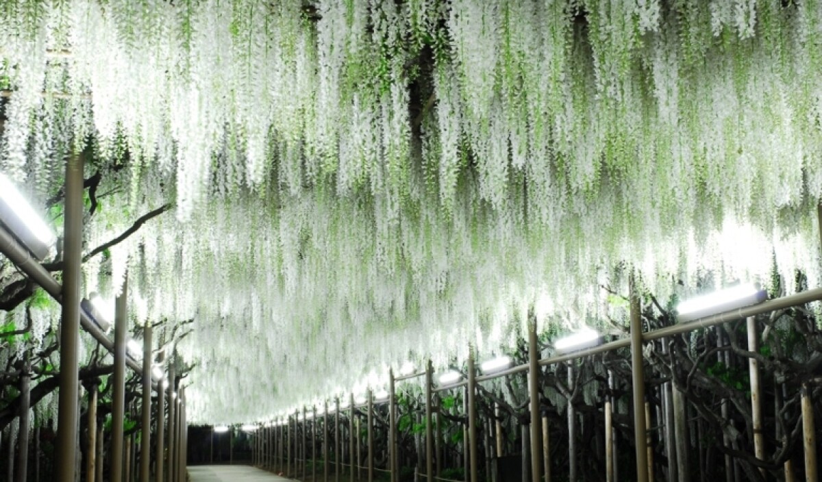 美到想落淚的花雨隧道，日本本州最大花祭絕美登場