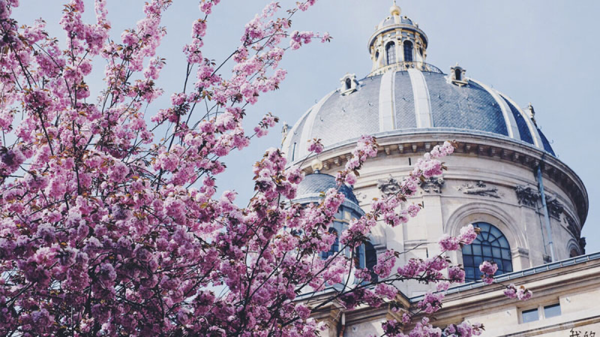 【Marina，我的巴黎小生活】：巴黎人4月瘋什麼？櫻花！！！