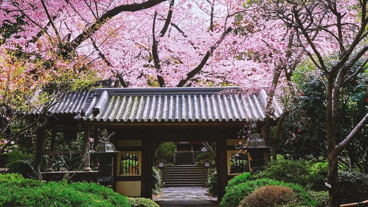 住宿也幫你找好了！到日本來一趟春季櫻花之旅吧