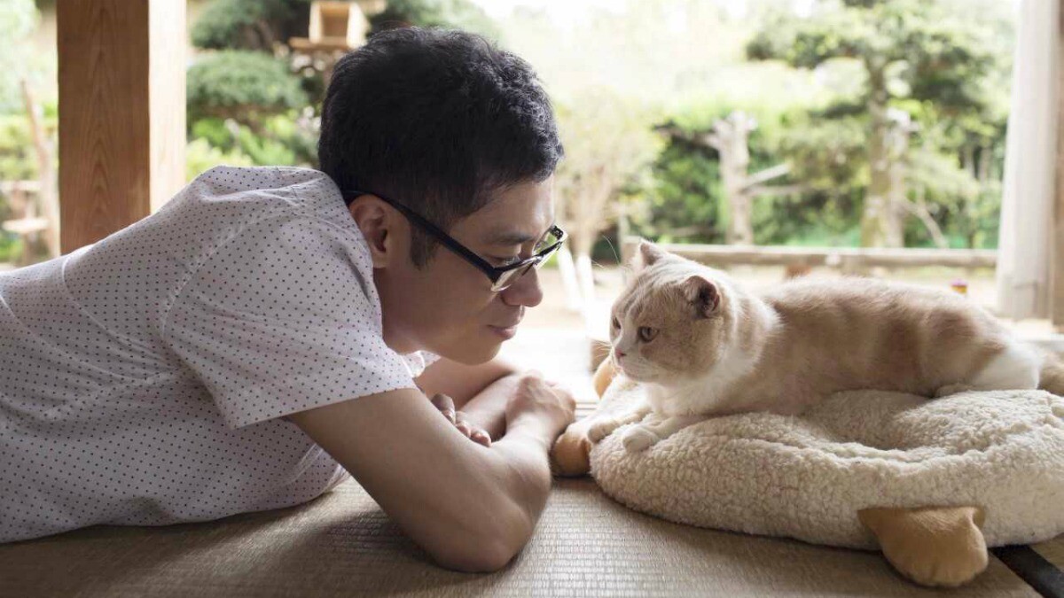 「貓咪教會我最重要的事！」改編日本人氣手遊，貓奴終極療癒故事《貓咪收集之家》