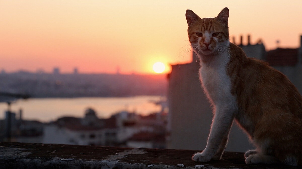 七匹貓領銜主演！紀錄片《愛貓之城 Kedi》，「沒有貓，伊斯坦堡就失去了一部分的靈魂。」