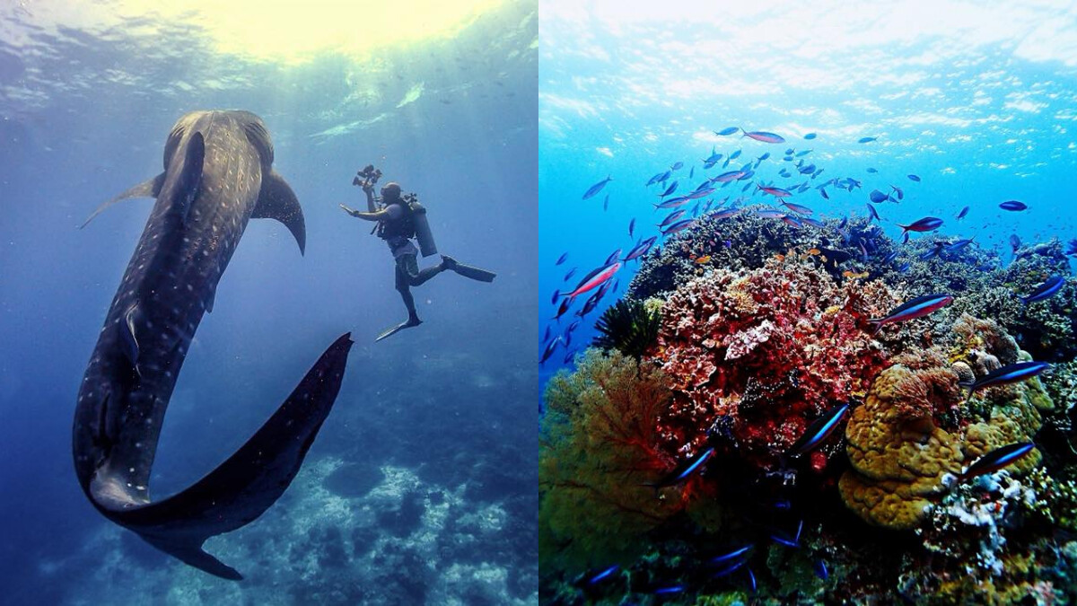 和鯨鯊、海龜共舞太感人！菲律賓蘇祿海「圖巴塔群礁」這一生絕對不能錯過的深海之旅～