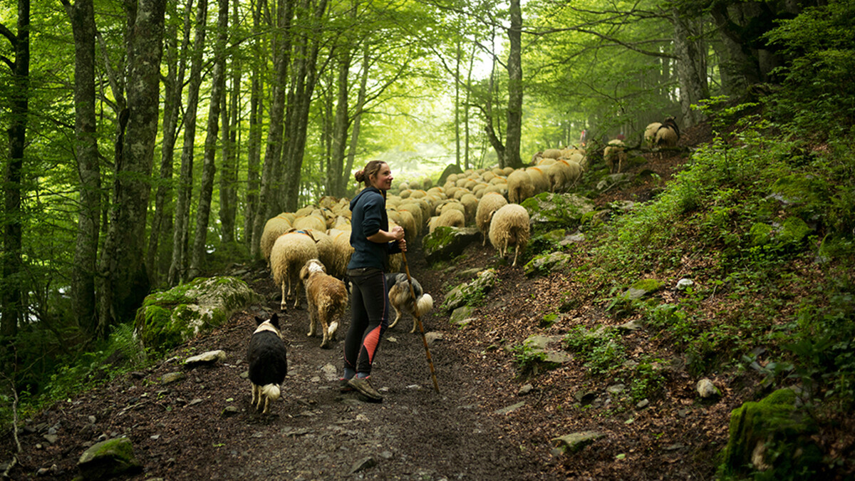 在森林裡呼吸芬多精，與可愛羊群作伴！法國女人的浪漫牧羊夢