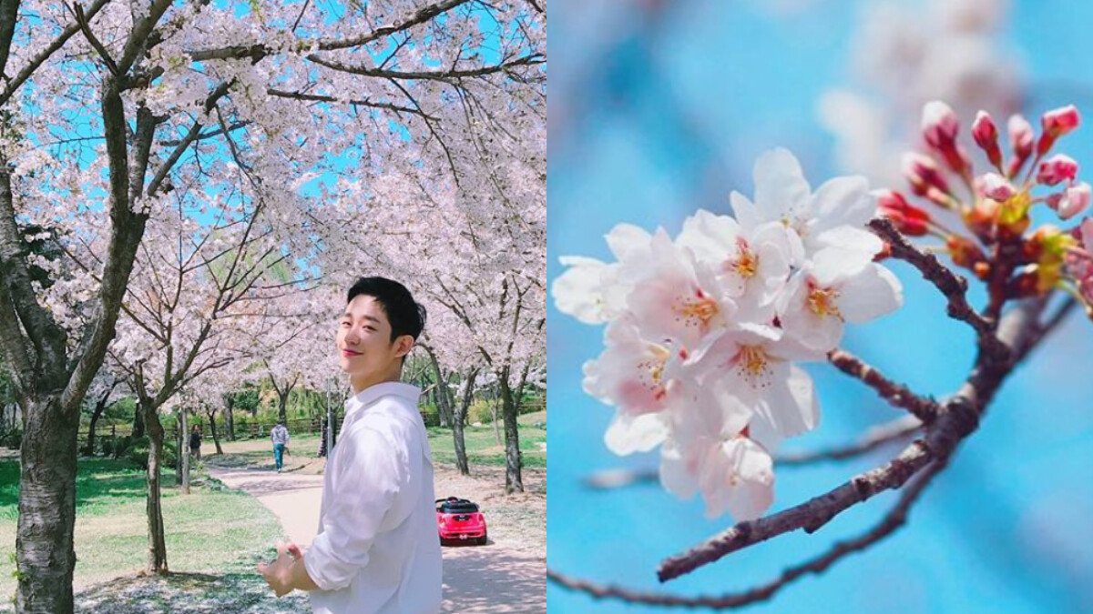 韓國「王櫻花」正盛開！不管是白天看、晚上看，隨隨便便拍都是美照一張