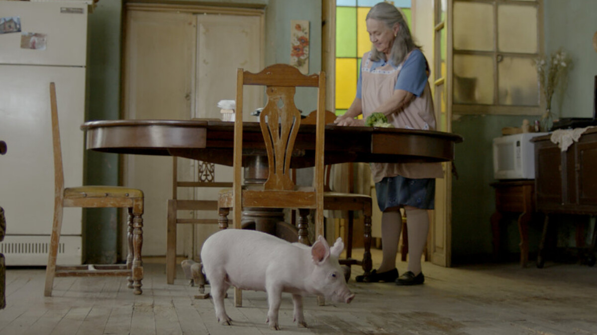 《阿嬤養的豬》溫馨催淚電影又一部！獨居老婦人與小豬的真摯情感，揭開人生無常的放手與釋懷