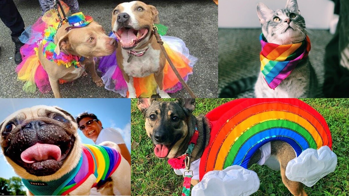 滿滿彩虹！同志大遊行專屬寵物們的彩虹裝，一起為愛披上彩虹旗、彩虹澎澎裙