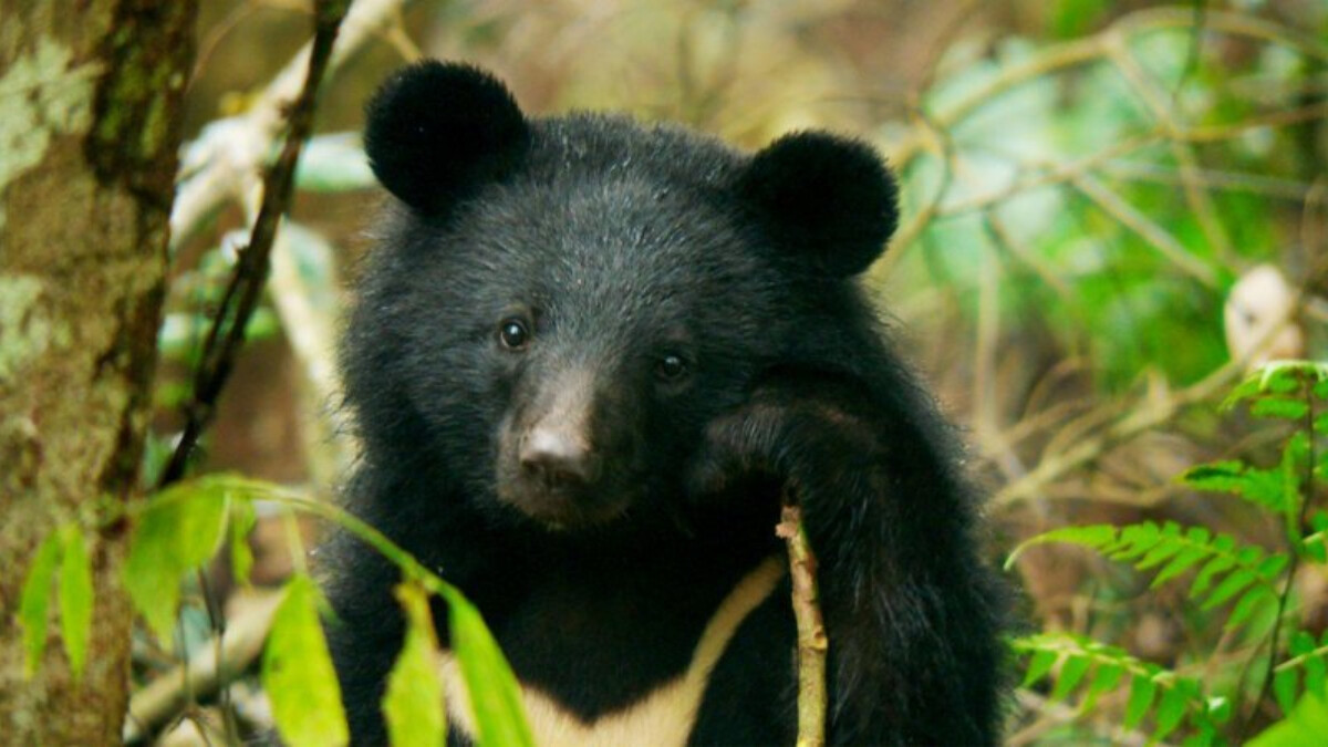 《黑熊來了》歷經11年拍攝！僅剩200隻揭台灣黑熊生態：「沒有熊的森林，人也會覺得寂寞。」
