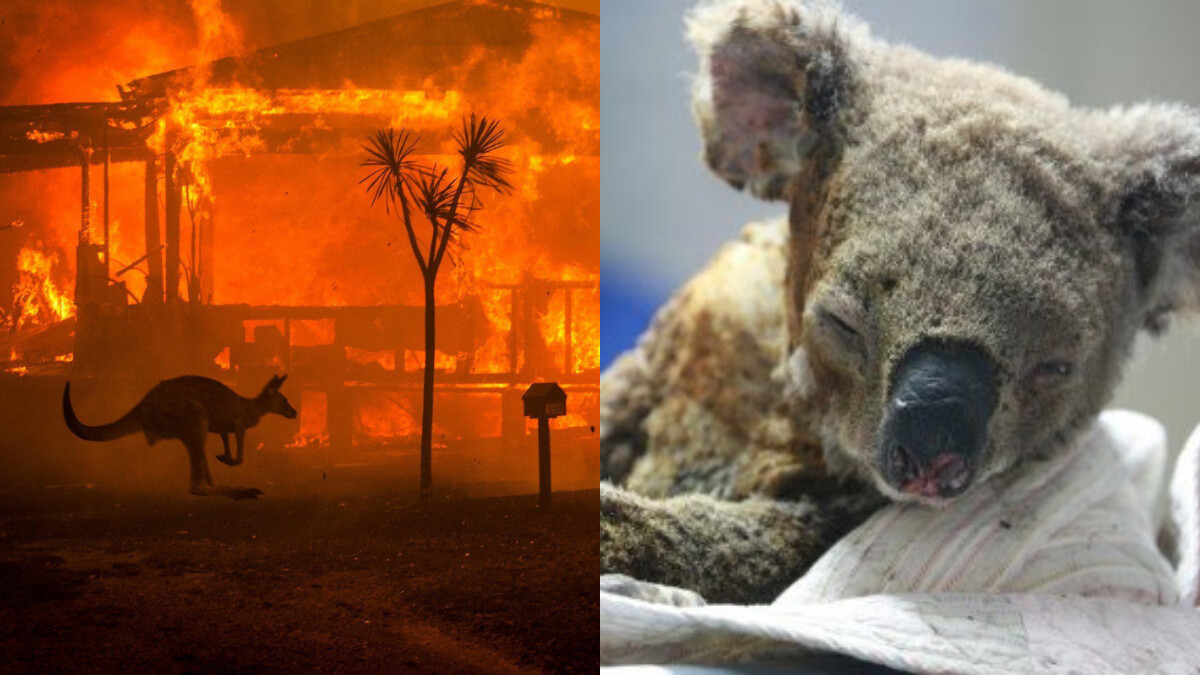 澳洲大火一張張照片讓人心痛！超過5億隻動物被吞噬、至少8000隻無尾熊死亡...雷神捐3000萬協助救災