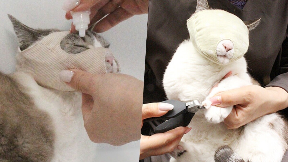 貓奴福音！日本推「貓咪剪指甲專用頭套」一個人也能幫貓咪剪指甲，終於不用再傷痕累累