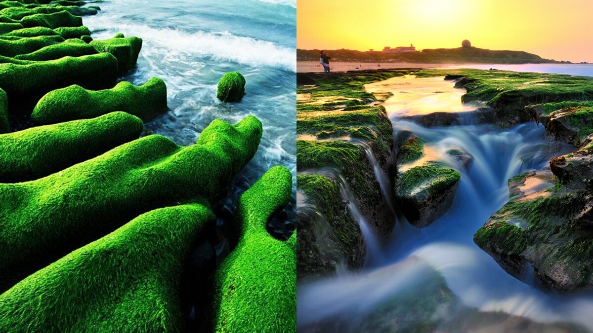 台灣8大秘境之一！北海岸期間限定「抹茶地毯」提前轉綠，2公里長老梅石槽成春季必訪美景