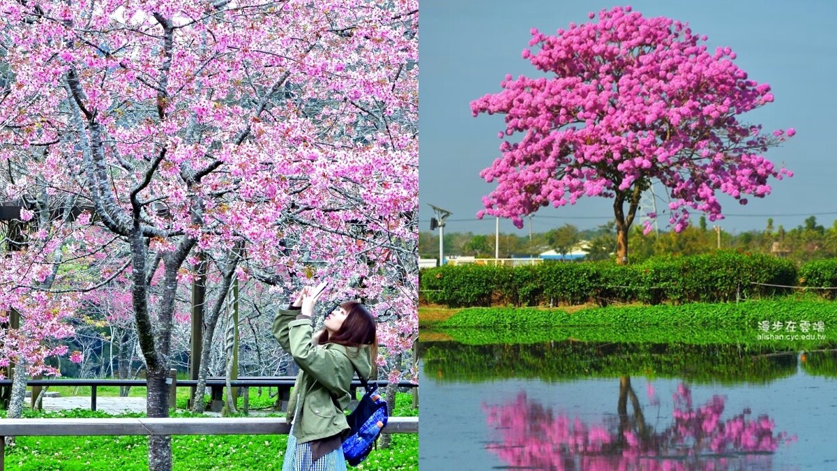2020阿里山櫻花季絕美登場！6大賞櫻景點、粉嫩「櫻王」霸氣綻放、交通資訊全在這一篇