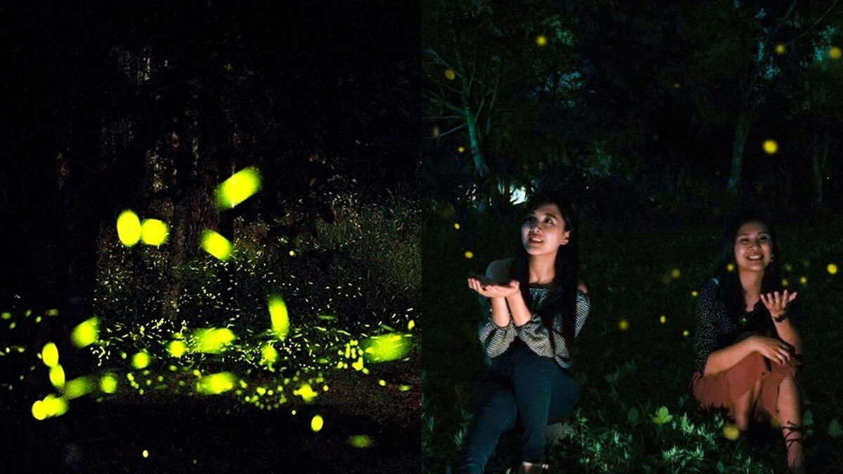 衝「台灣最美賞螢秘境」一睹置身銀河的奇幻！夜間螢火蟲漫天飛舞美景就在花蓮，只在春天看得到
