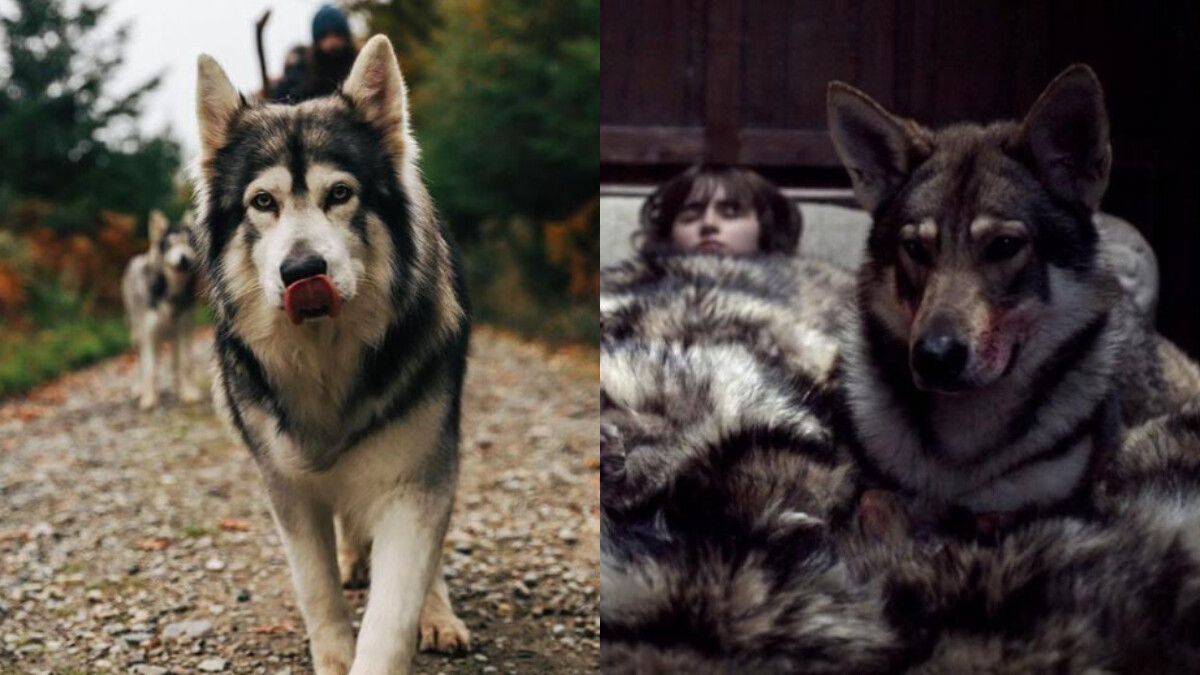 《冰與火之歌》飾演冰原狼狗狗去世！10歲紐特犬奧丁因癌症和病魔搏鬥，睡夢中變成天使