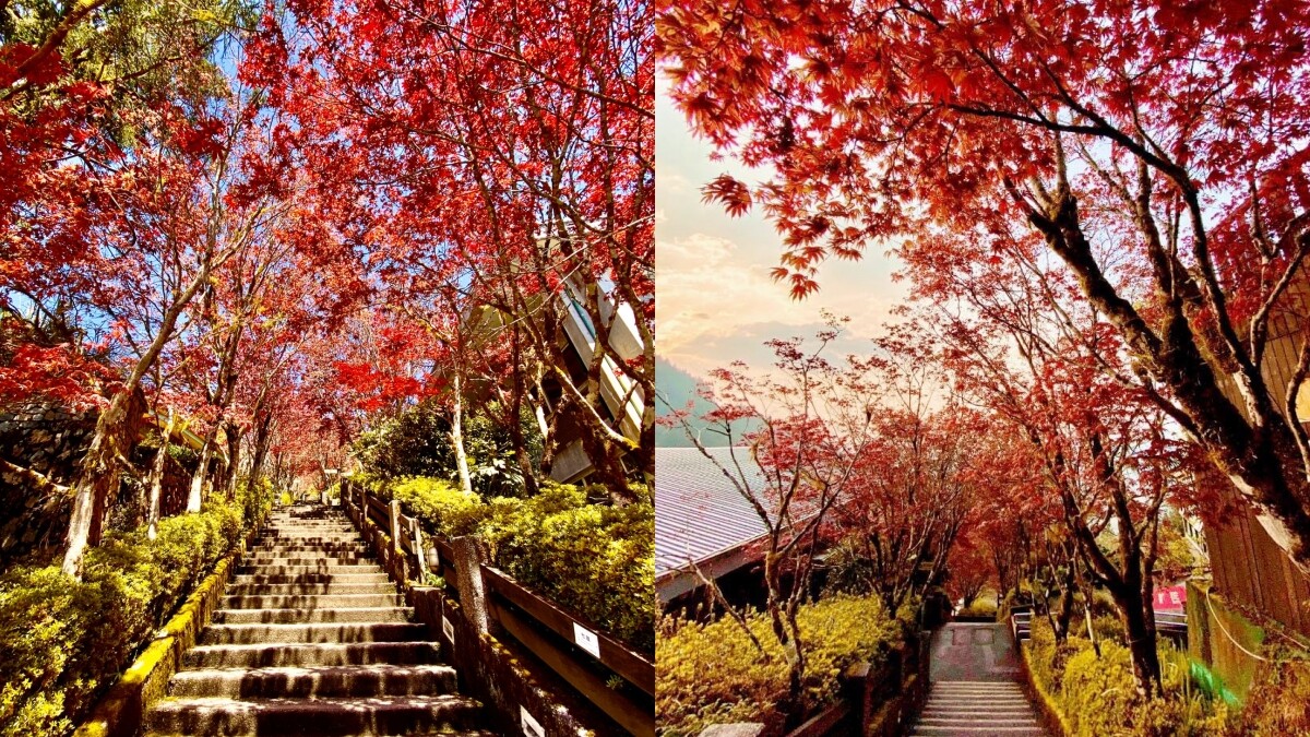 現在就能賞楓！宜蘭太平山「楓紅階梯」美翻天，賞楓期一路到9月，還能看雲海喝咖啡、參拜廟宇