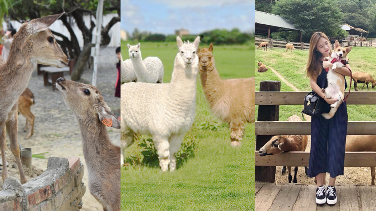 週末來趟動物系療癒之旅吧！全台十大農牧場推薦