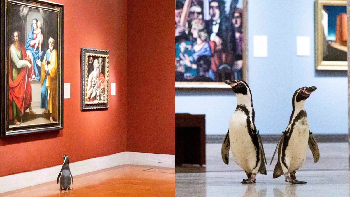 超可愛！三隻企鵝攜手逛美術館，東逛逛西晃晃，超萌模樣融化你的心