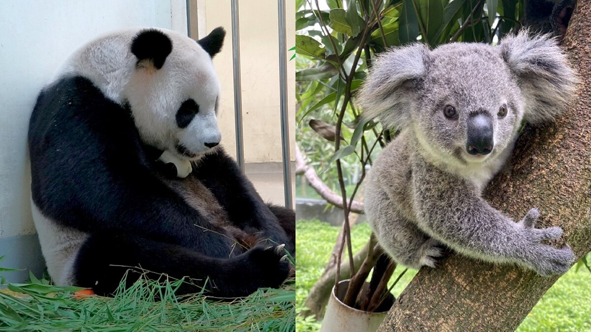 台北市立動物園開放夜間參觀！8月只有這五天，延長時間、票價、暑期限定活動一次看