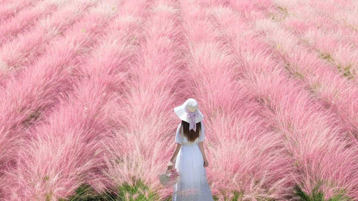 不用飛韓國，南投就有粉紅棉花糖秘境！「粉芒園」4200坪粉黛亂子草花海正盛開，還有浪漫夜光場美呆