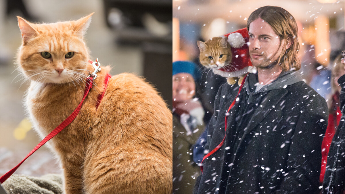 《再見街貓BOB》改編真貓真事！全球最紅街貓「BOB」最後身影，2020最溫馨的人貓情誼