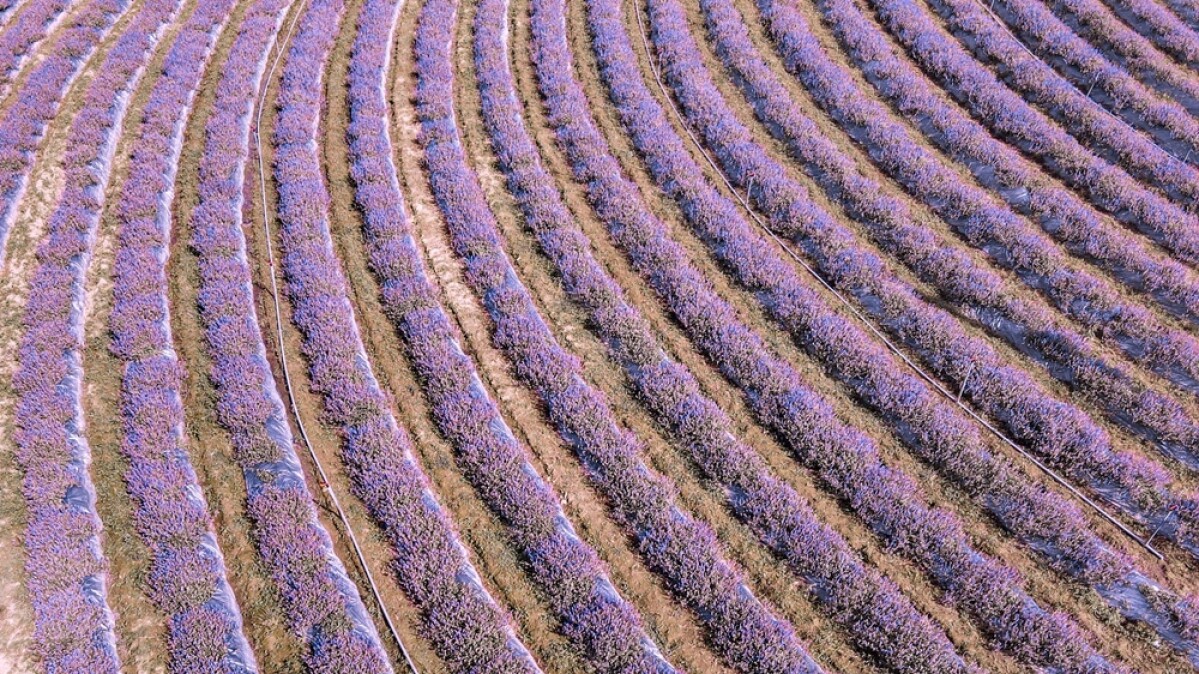 「2020桃園仙草花節」夢幻來襲！5.8公頃紫色花毯打造台版普羅旺斯花海，還有六大主題裝置超好拍