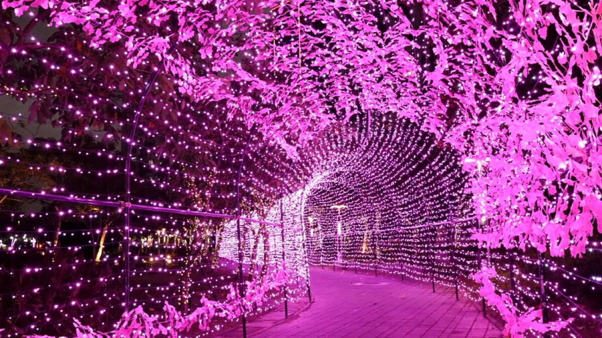 「粉紅隧道燈海」夢幻降臨新北市！新莊中港大排河廊變身快閃聖誕燈海，只有34天快把握
