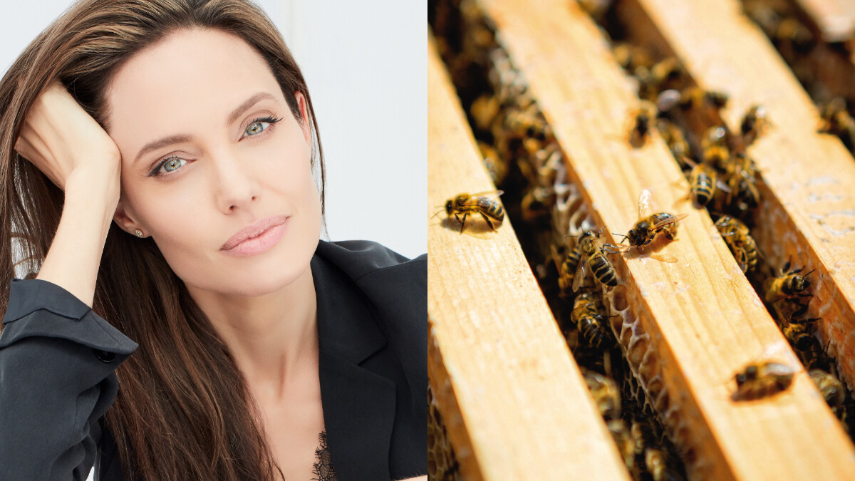安潔麗娜裘莉加入第一批Women for Bees蜂之女力培訓計劃，5年復育1.25億隻蜜蜂