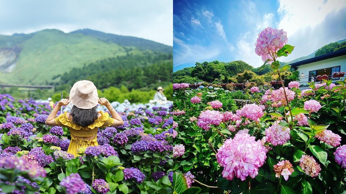2021竹子湖繡球花季接棒！大面積繽紛花園滿開超壯觀，14處賞花農園、最佳觀賞期、一日遊行程資訊總整理