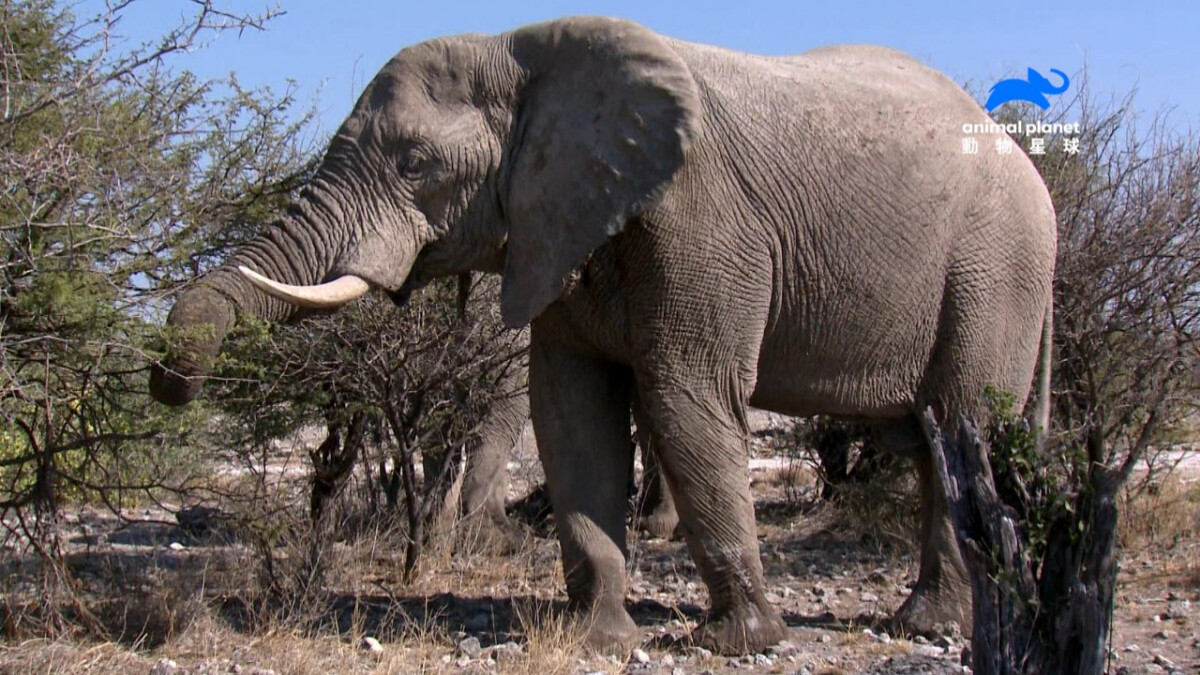 《野性八點：野地巨星》帶你遊非洲草原！重新探索大象、河馬和犀牛的野性之美