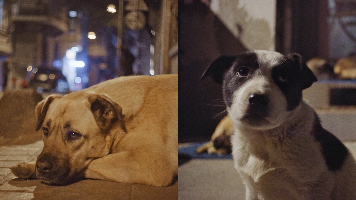 《浪浪伊斯坦堡》療癒系流浪狗紀錄片：「每隻自在漫遊的流浪狗，都成了反抗的象徵。」