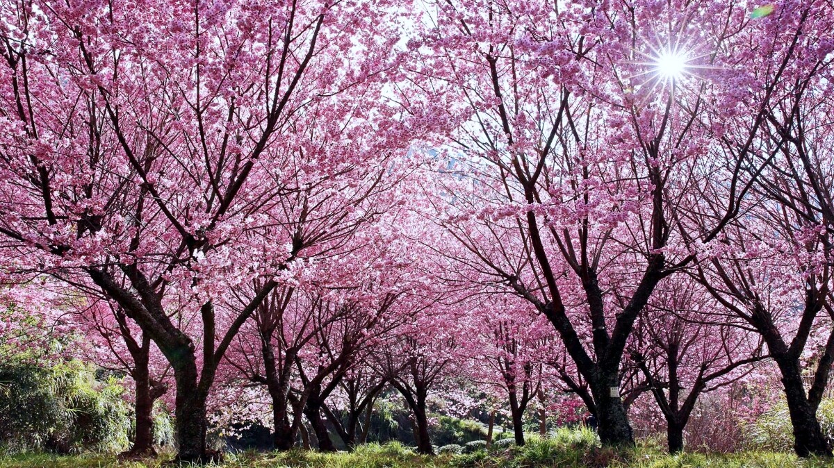 2022武陵農場櫻花季日期公開！17天春天必看夢幻美景，資訊懶人包一覽